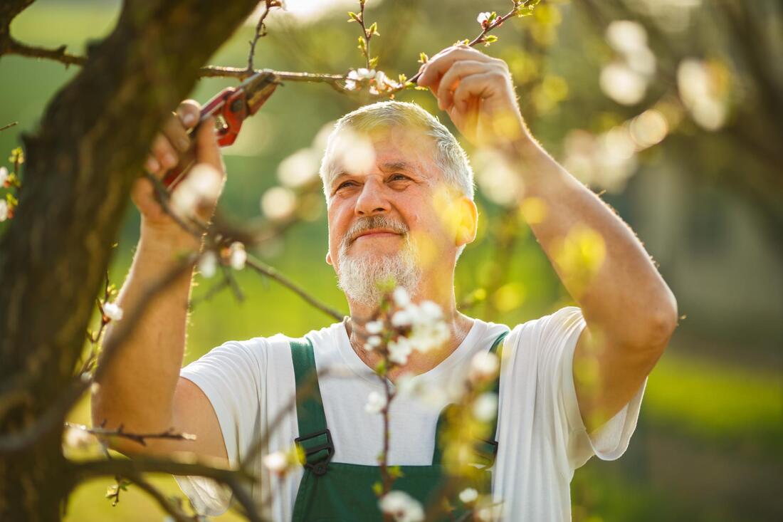 man pruning a tree